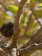 Burnettweldia corallina