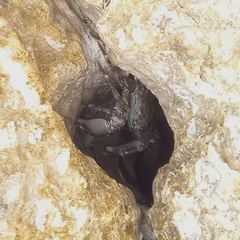 Pachygrapsus