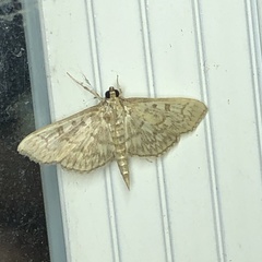 Herpetogramma pertextalis