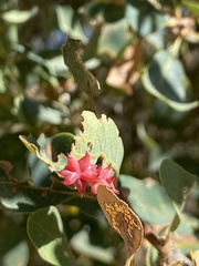 Cynips quercusechinus