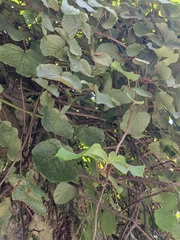 Actinidia chinensis