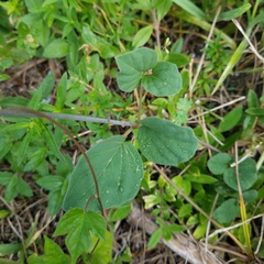 Boerhavia