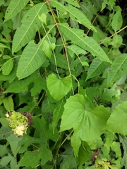 Zehneria maysorensis