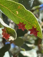 Cynips quercusechinus
