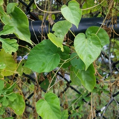 Convolvulaceae