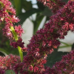 Amaranthus hypochondriacus