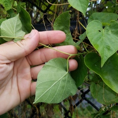Convolvulaceae