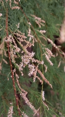 Tamarix