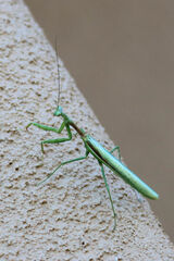Stagmomantis limbata