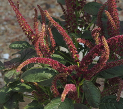Amaranthus hypochondriacus
