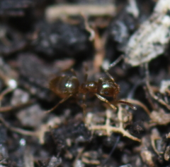 Brachymyrmex obscurior