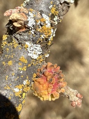 Burnettweldia corallina