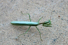 Stagmomantis limbata