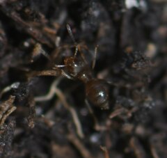 Brachymyrmex obscurior