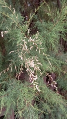 Tamarix