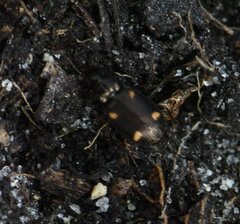 Tetragonoderus laevigatus