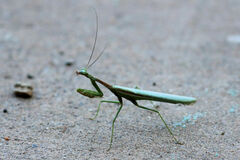 Stagmomantis limbata
