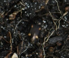 Tetragonoderus laevigatus