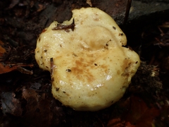 Lactarius intermedius