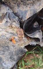 Peromyscus leucopus