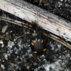 Tetragonoderus laevigatus