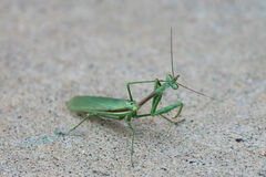 Stagmomantis limbata