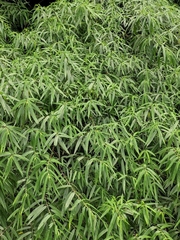 Debregeasia orientalis