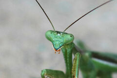 Stagmomantis limbata