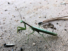 Stagmomantis limbata