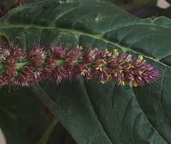 Amaranthus hypochondriacus