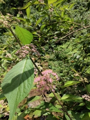 Callicarpa bodinieri