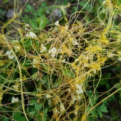 Cuscuta