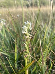 Spiranthes romanzoffiana
