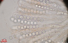 Pulvinula laeterubra