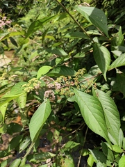 Callicarpa bodinieri
