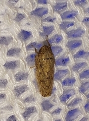 Curtara insularis