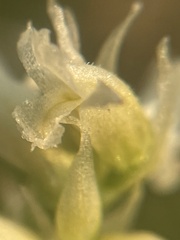 Spiranthes romanzoffiana