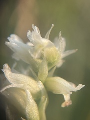 Spiranthes romanzoffiana
