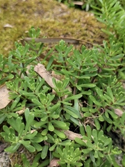 Sedum elatinoides