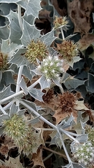 Eryngium maritimum