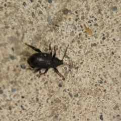 Otiorhynchus rugosostriatus