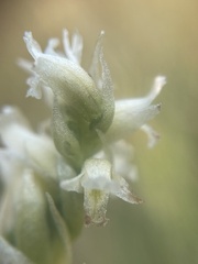 Spiranthes romanzoffiana