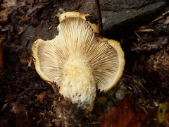 Lactarius intermedius