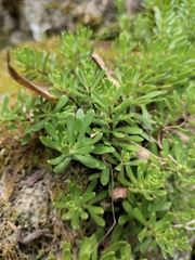 Sedum elatinoides