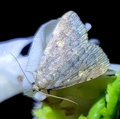 Idia aemula