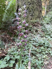 Epipactis