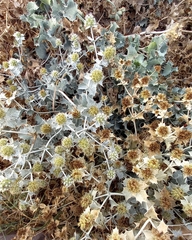 Eryngium maritimum