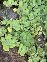 Pistia stratiotes