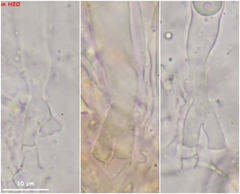 Pulvinula laeterubra