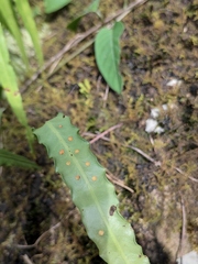 Lepisorus macrosphaerus